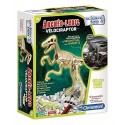 ARCHEO LUDIC VELOCIRAPTOR SQUELETTE DINOSAURE PHOSPHORESCENT SCIENCE&JEU