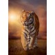 Puzzle tiger 1500 pieces tigre high quality-lilojouets-morbihan-bretagne