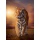 Puzzle tiger 1500 pieces tigre high quality-lilojouets-morbihan-bretagne