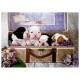 Puzzle chiots 500 pieces-lilojouets-morbihan-bretagne