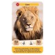 Rois de la savane defis nature junior cartes-lilojouets-morbihan-bretagne