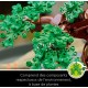 10281 bonsai lego creator expert-lilojouets-morbihan-bretagne