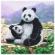 Kit carte pandas 18x18cm broderie diamant crystal art-lilojouets-morbihan-bretagne