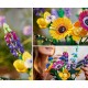10313 bouquet de fleurs sauvages lego creator expert-lilojouets-morbihan-bretagne