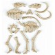 Archeo ludic mammouth squelette dinosaure phosphorescent science et jeu-lilojouets-morbihan-bretagne