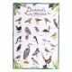 Coffret decouverte oiseaux le jardin du moulin -lilojouets-morbihan-bretagne