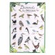 Coffret decouverte oiseaux le jardin du moulin -lilojouets-morbihan-bretagne