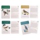 Coffret decouverte oiseaux le jardin du moulin -lilojouets-morbihan-bretagne