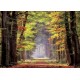 Puzzle foret promenade automnale 1000 pieces-lilojouets-morbihan-bretagne