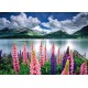 Puzzle lupins sur les rives lac sils suisse 1500 pieces 85x60cm-lilojouets-morbihan-bretagne