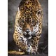 Puzzle jaguar 1000 pieces high quality-lilojouets-morbihan-bretagne