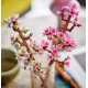 40725 lego les fleurs de cerisier - 2 branches-lilojouets-morbihan-bretagne