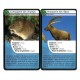 Defis nature animaux de france - 36 cartes - bioviva-lilojouets-questembert-muzillac-morbihan