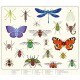 Valisette garden explorer - 5 activites decouverte petites betes du jardin-lilojouets-questembert-muzillac-morbihan
