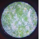 Microscope nomade 10cm grossissement x250 - dÈs 3 ans - janod-3700217363031-lilojouets-questembert-muzillac-morbihan