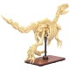 C59014w squelette dinosaure velociraptor - 256 piÈces - fossile phospho. - cada-6948061930819-lilojouets-questembert-muzillac-mo